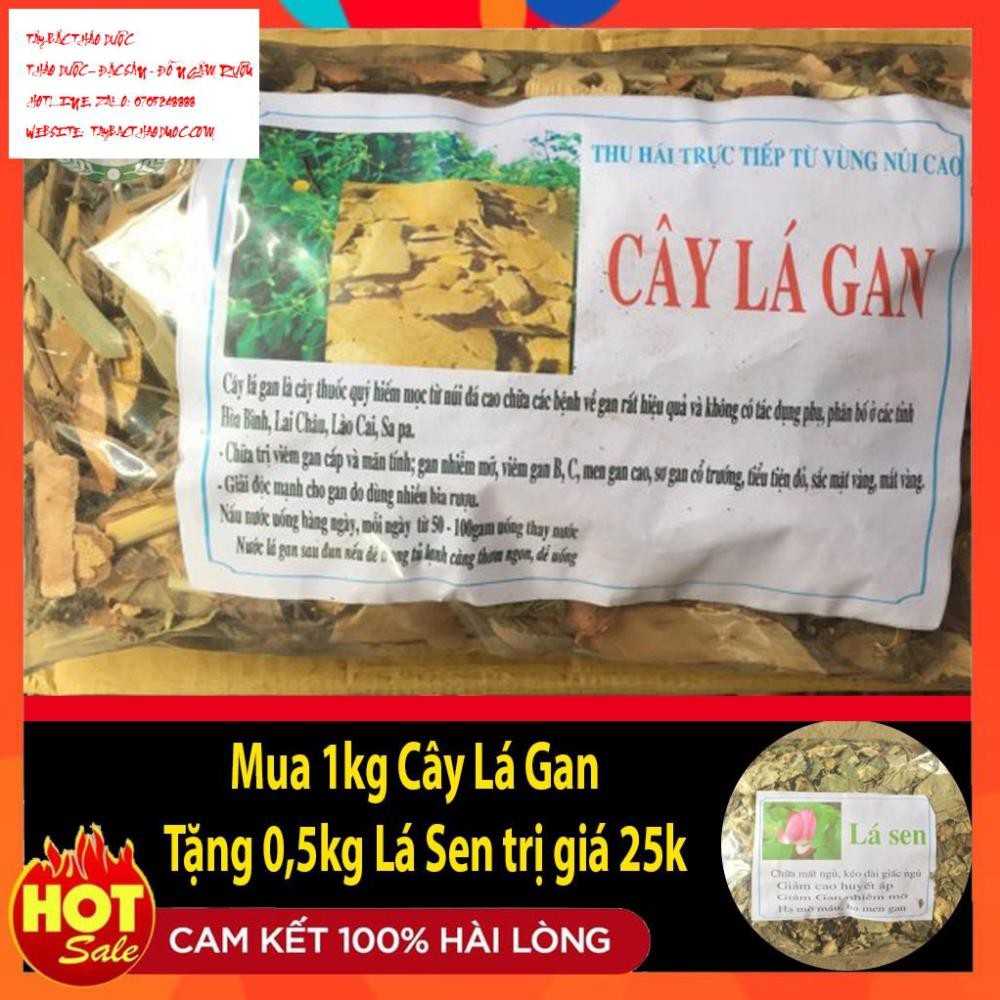 1Kg Cây Lá Gan Giúp Giải Độc Mát Gan Lợi Mật