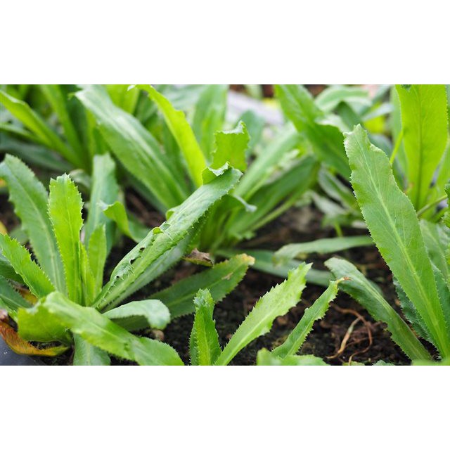 Hạt Giống Ngò Gai/Mùi Tàu - Eryngium foetidum