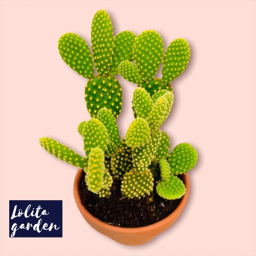 Xương rồng tai thỏ kèm chậu Đà Lạt size trung bình cây cảnh trang trí nhà cửa Lolita garden