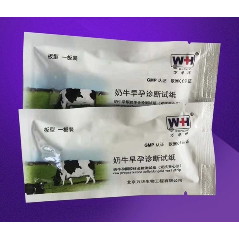 Que thử thai trâu bò ,que tét thai Trâu Bò