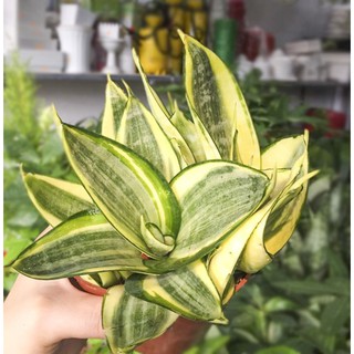 Lưỡi hổ Golden Hahnii để bàn cực xinh xắn