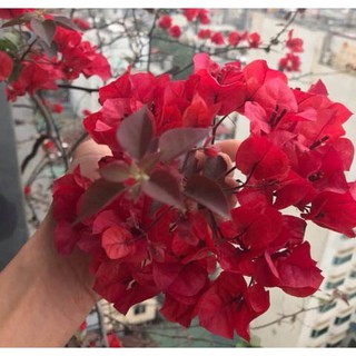 4 cây GIỐNG hoa giấy (chọn màu vào phần ghi chú khi đặt hàng)