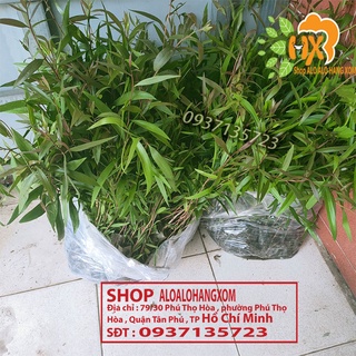 tràm úc  cây giống ( trồng dưới nước ) combo 50 cây