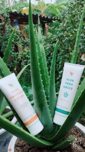 Aloe Vera Gelly Lô Hội