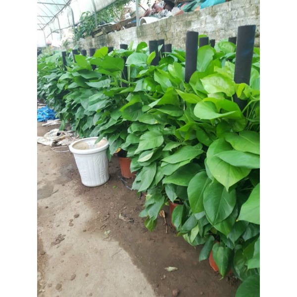 Trầu bà cột chọn đẹp hàng cao LAM KINH GARDEN