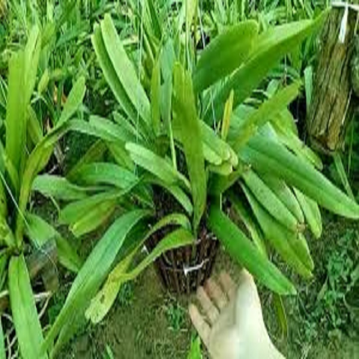 Hoa lan giáng hương đuôi cáo( cây to 45cm) + Tặng 02 cây nhót ngọt
