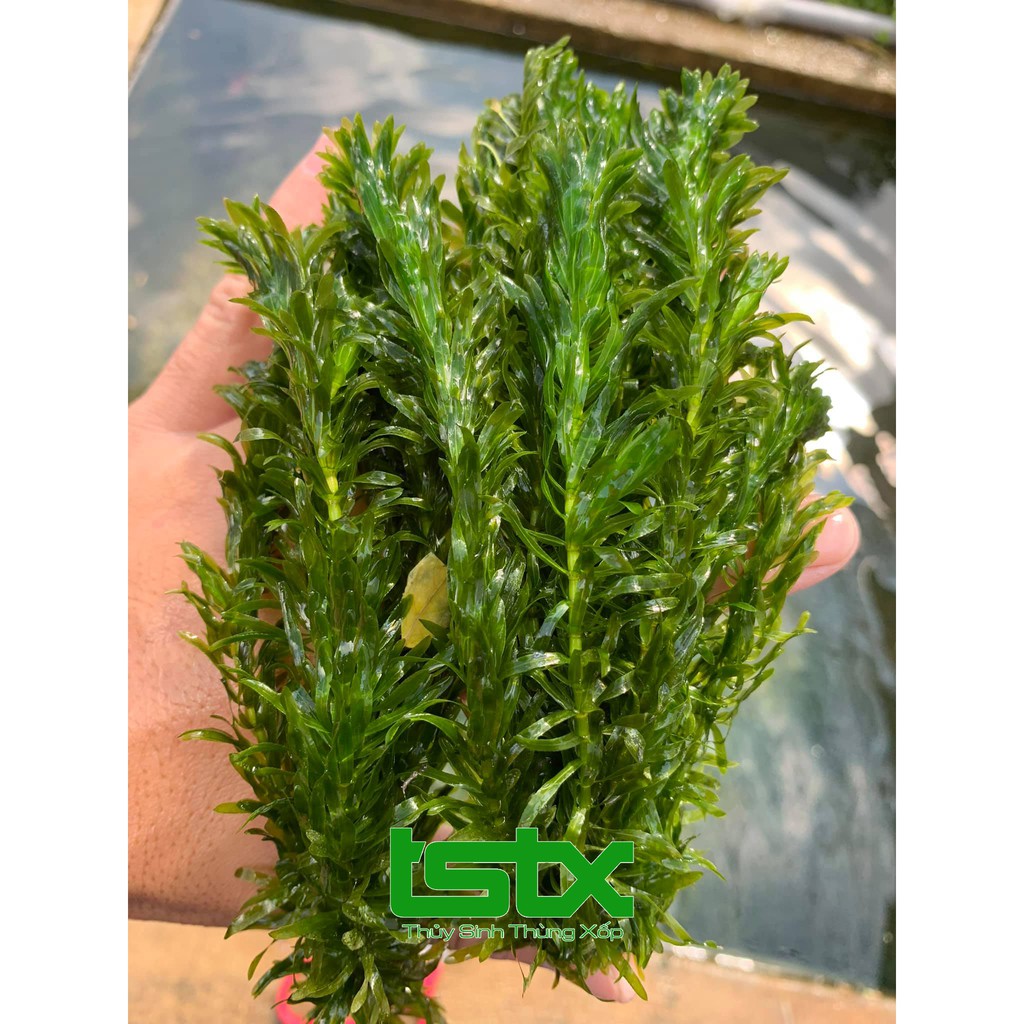 Rong Ngô công thảo - Egeria Densa  - Anacharis  20k/15 ngọn - dễ trồng ko co2