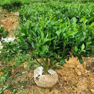 Cây chè xanh size nhỡ