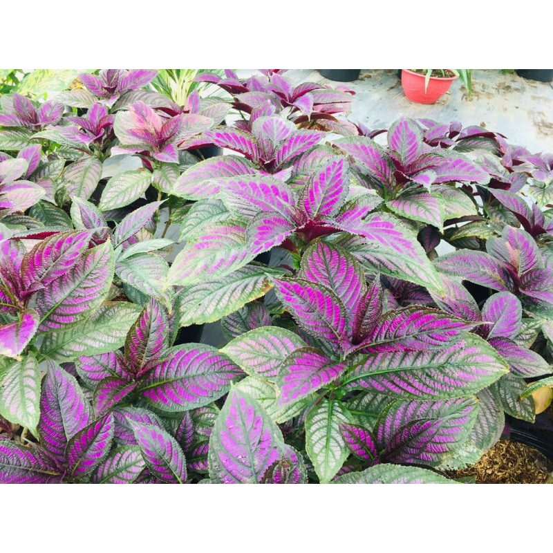 Lá Gấm Dạ quang thái