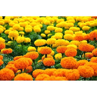 50 Hạt Giống Hoa Cúc Vạn Thọ Mỹ (Mix) [CHẤT LƯỢNG]