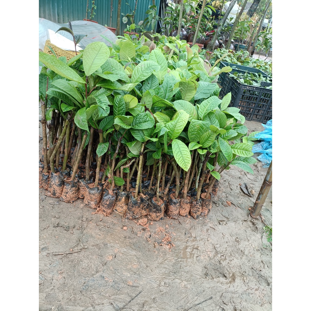 Cây giống trà hoa vàng