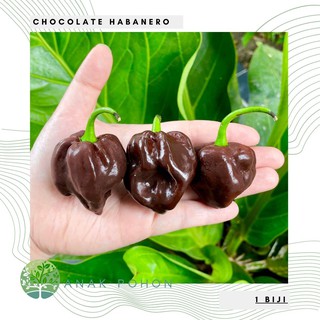 Hạt giống - Ớt Choco Habanero Ớt Habanero Sôcôla Sôcôla Hạt tiêu 15h