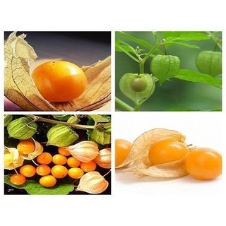  Gói 50  hạt giống Thù Lù 30cm Trồng Chậu Vị Dứa Vàng