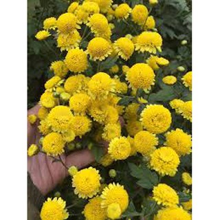 200 hạt giống hoa cúc chi vàng