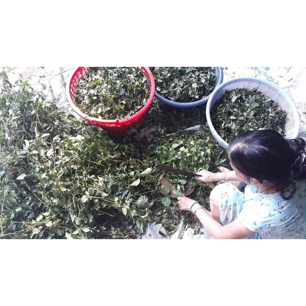 Chè vằng rừng lợi sữa Bh.nong