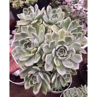 Sen đá Violet chậu size đại nhiều con size 20