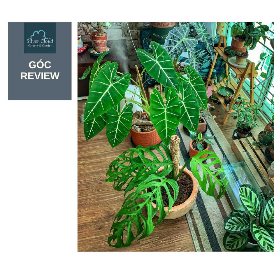 Trụ Dớn Lõi Nhựa Silver Cloud Garden - Trụ cây leo