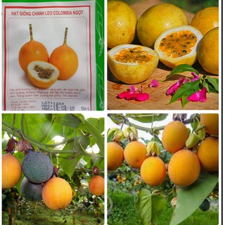 HẠT GIỐNG CHANH LEO COLOMBIA NGỌT GÓI 5 HẠT