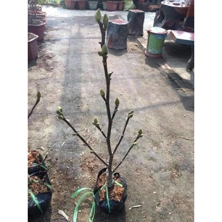 cây hoa mộc Lan đang nụ thơm chuẩn