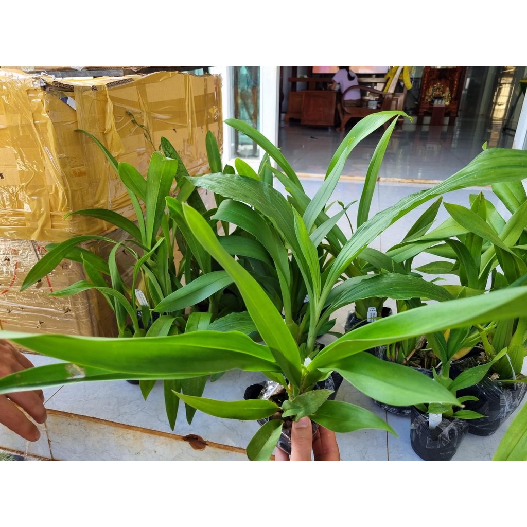 phong lan vũ nữ tuyết ngọc hàng đài loan trưởng thành sắp ra hoa