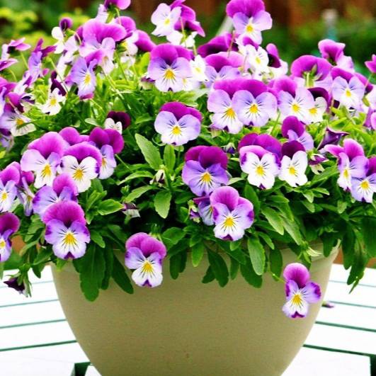 gói 100 hạt giống pansy, cánh bướm, păng xê, phăng xê mix màu