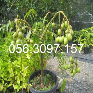 Cây Cóc Thái Lùn - Đại Học Nông Nghiệp 1
