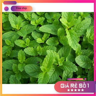 Hạt giống Húng Bạc Hà, Húng Lủi (0.1g)