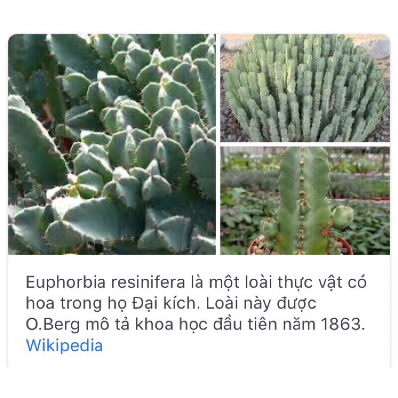 cây xương rồng mũ đục euphorbia resinifera