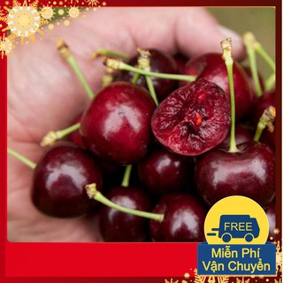 Hạt Giống Anh Đào Cherry