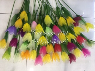 Hoa  tulip vải voan