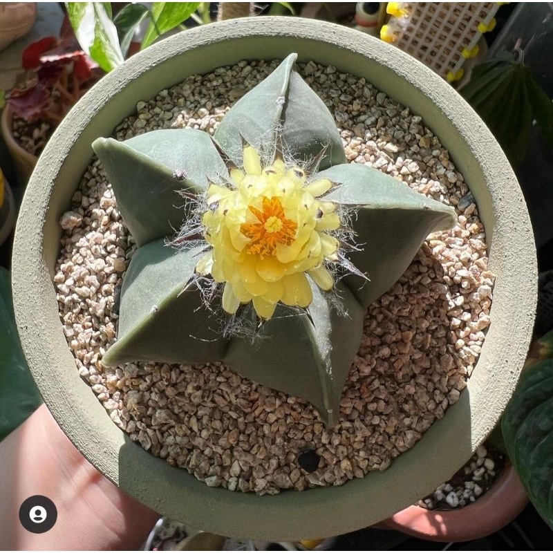 Xương rồng Astro không gai hoa vàng | Astrophytum