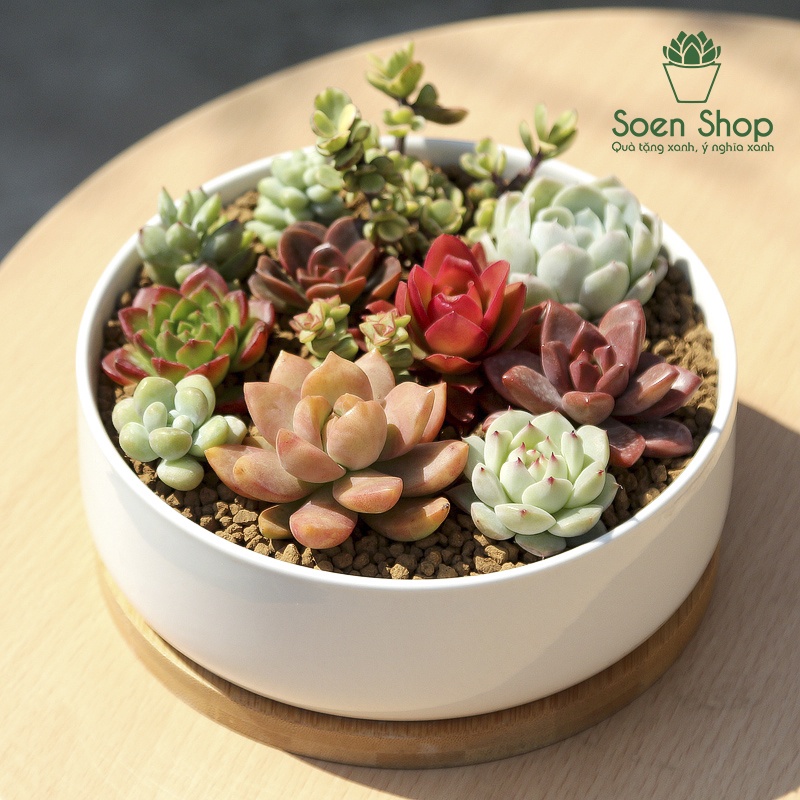 Sen đá Xanh Ngọc Full Size đã thuần khí hậu, sen đá vỉ size mini để bàn, Siêu khỏe, trang trí decor phòng