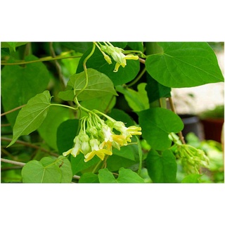 cay hoa thien ly