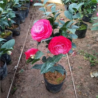 Hoa trà my cánh kép sẵn nụ