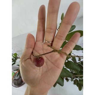 nhãn xuồng tím mau cho trái