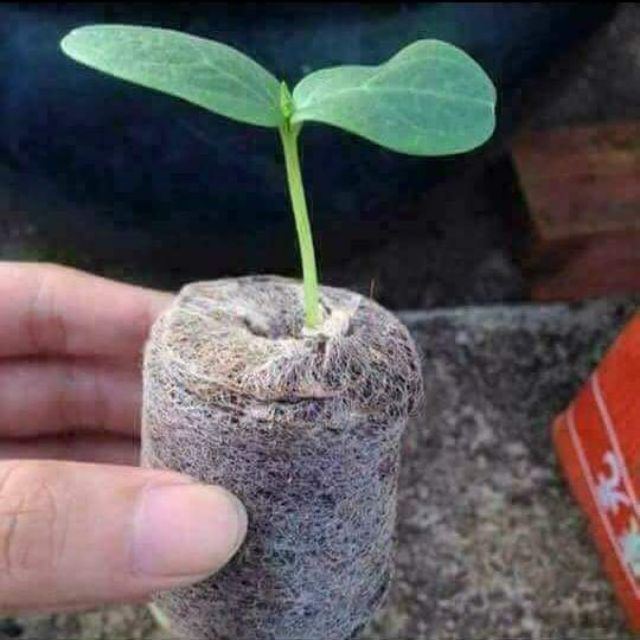 Viên Nén Xơ Dừa Ươm Hạt Giống, Củ Giống