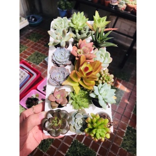combo 18 cây sen vỉ màu mè size 2-5 cm