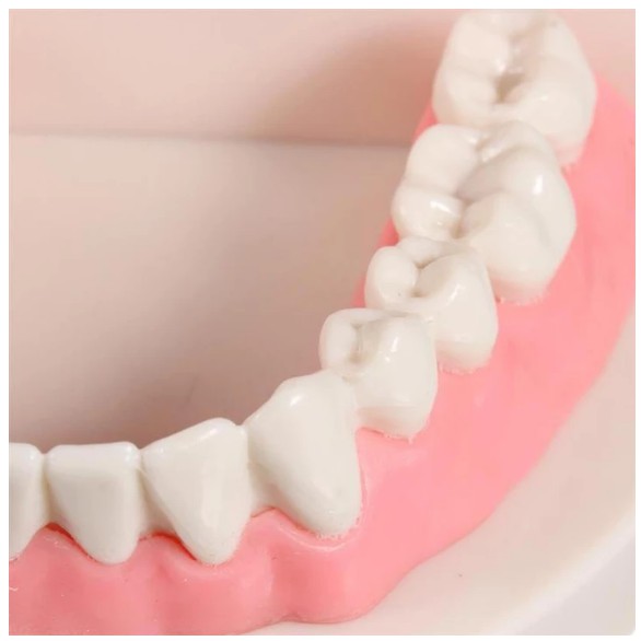 MÔ HÌNH HÀM RĂNG GIẢ CAO CẤP Dạy bé đánh răng đúng cách - thực hành cuộc sống