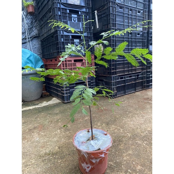 Chậu cứng Dacrycarpus imbricatus- Thông nàng