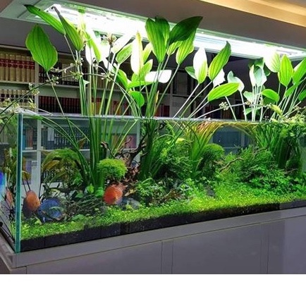 Bèo Tấm hay Bèo Cám thả trang trí hồ cá  thủy sinh