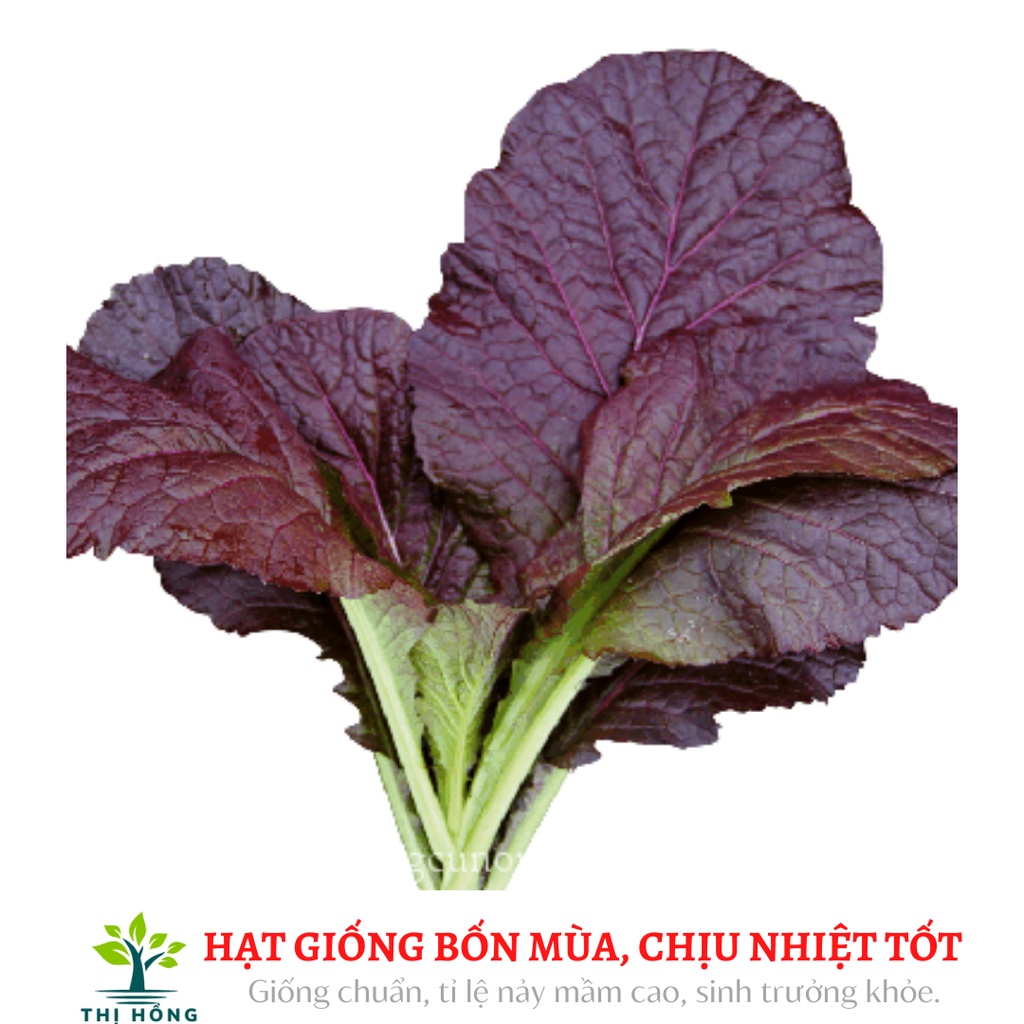 Hạt giống cải canh lá đỏ 20g (dễ trồng, có mùi thơm đặc trưng).