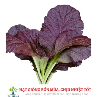 Hạt giống cải canh lá đỏ 20g .