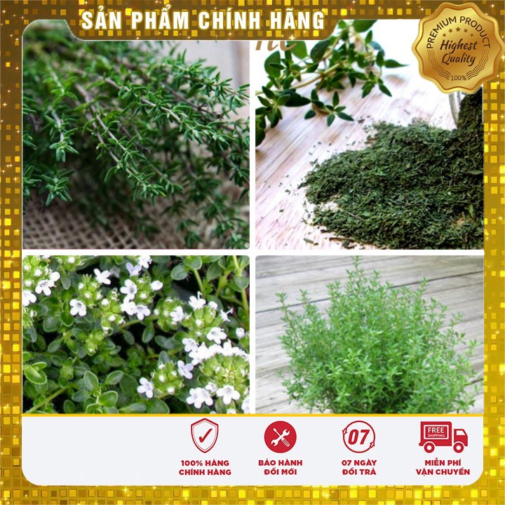 Hạt giống Cây Xạ Hương cây gia vị thơm vườn nhà gói 50 Hạt