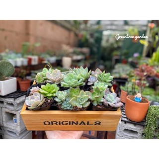 6 cây sen bầu 3-4 cây chọn ngẫu nhiên