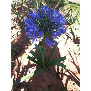 Củ Hoa Thanh Anh arapang  1 củ - DC