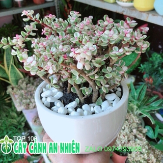 Chậu cây cành vàng lá ngọc
