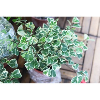 Cây Bàng Lá Tim Cẩm Thạch (Ficus deltoidea Jack f. Variegata, Bàng Lá Tim Cẩm Thạch)