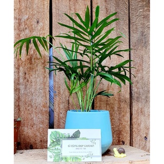 1 cây cau tiểu trâm
