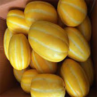 Hạt giống dưa lê hàn quốc 20 hạt