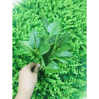 Cành lá điểm thảm cỏ treo tường